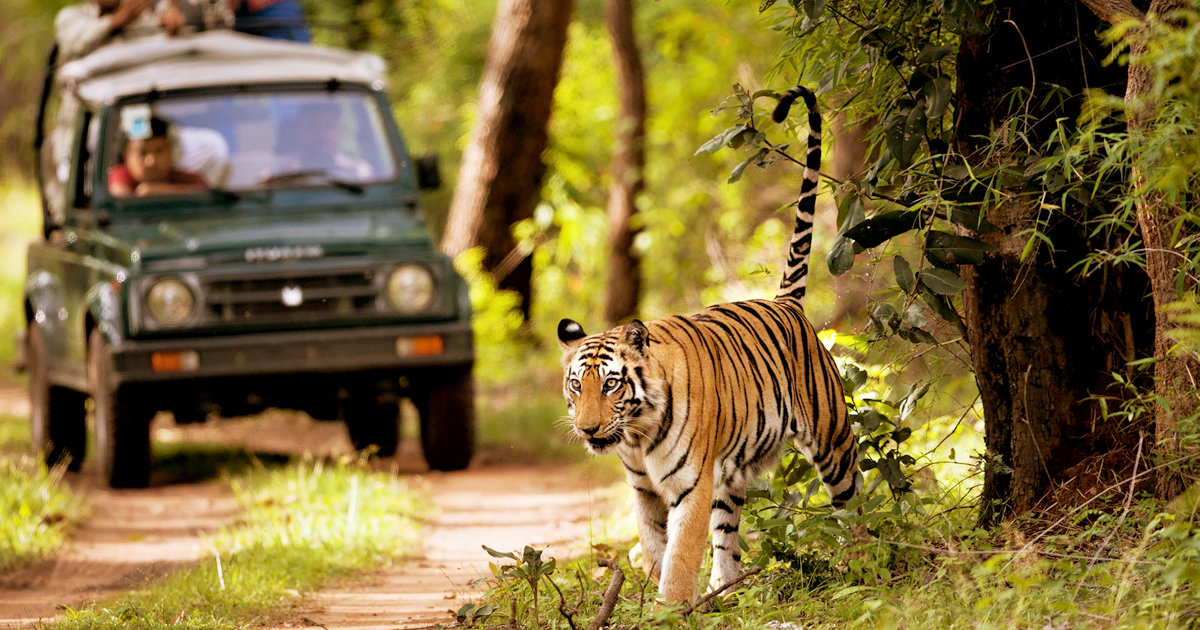 Kathmandu-Chitwan Safari Tours -05 Nights 06 Days